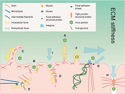 How Physical Factors Coordinate Virus Infection: A Perspective From Mechanobiology